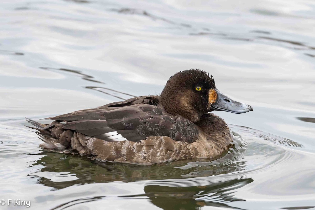 Greater Scaup - ML616269358