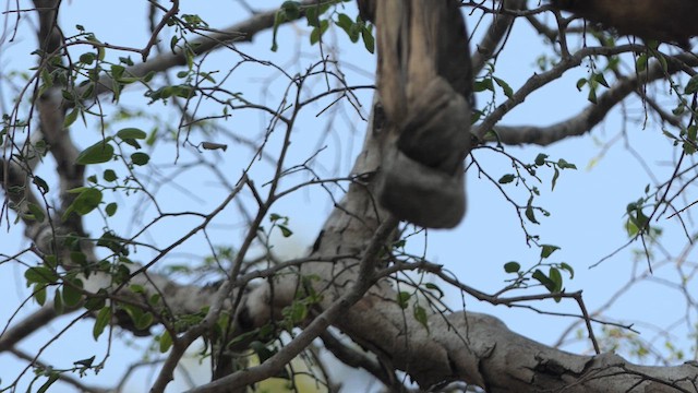 Mosquitero del Cáucaso - ML616269367