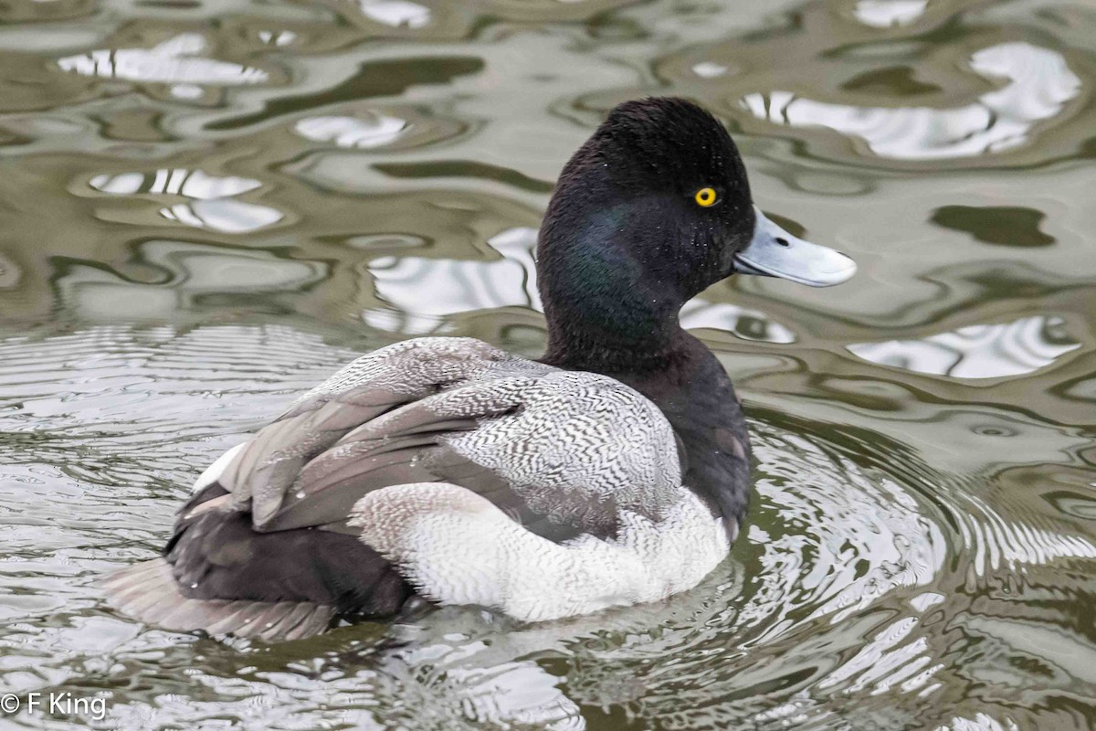 Lesser Scaup - ML616269377