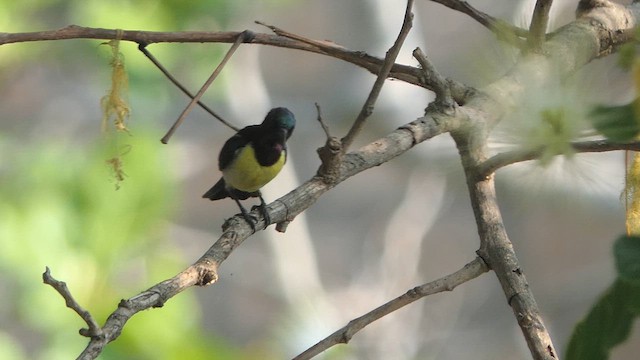 Purple-rumped Sunbird - ML616269392