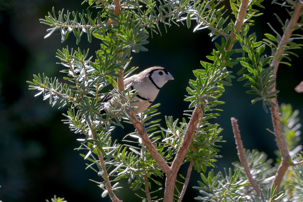 Double-barred Finch - ML616269393