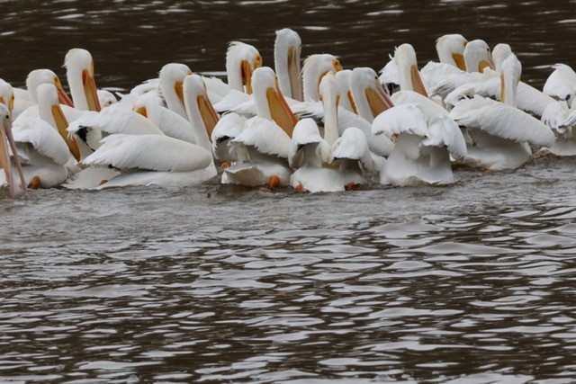 American White Pelican - ML616269394