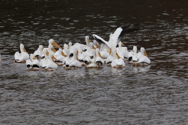 American White Pelican - ML616269395