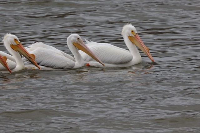 American White Pelican - ML616269396