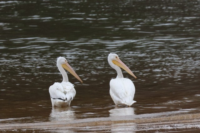 American White Pelican - ML616269397