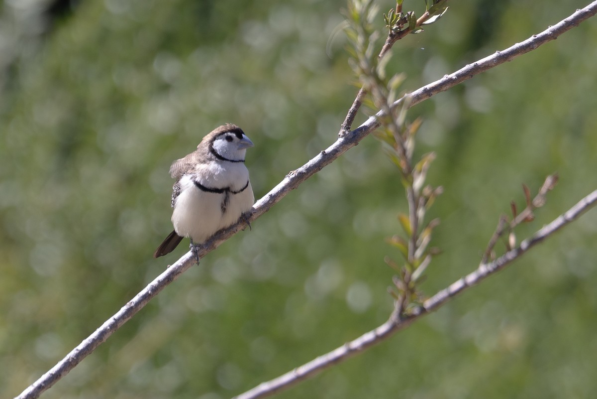 Double-barred Finch - ML616269399