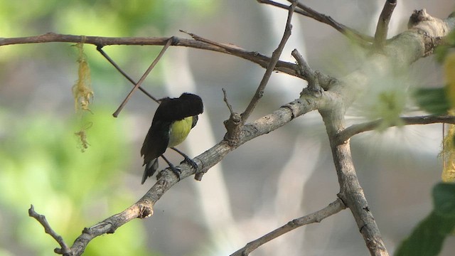 Purple-rumped Sunbird - ML616269406