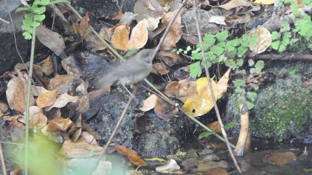 Blyth's Reed Warbler - ML616269414