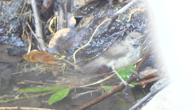 Blyth's Reed Warbler - ML616269430