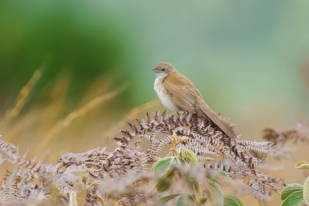 Fan-tailed Grassbird - ML616269431