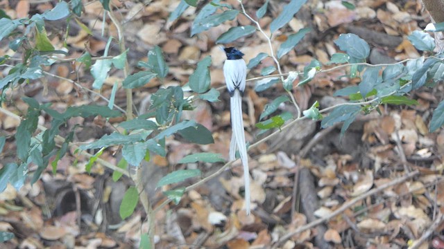 Indian Paradise-Flycatcher - ML616269439