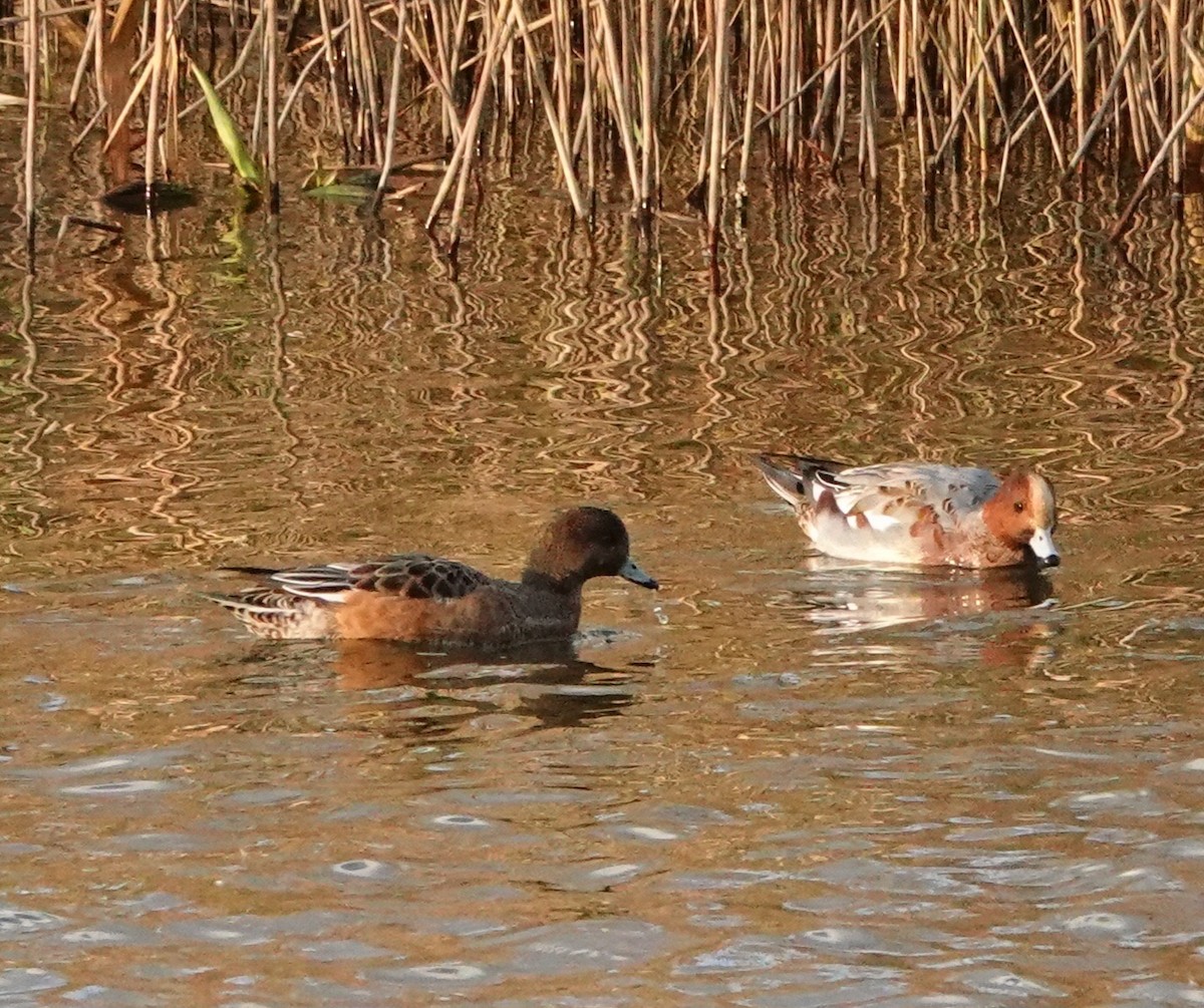 Eurasian Wigeon - ML616269472