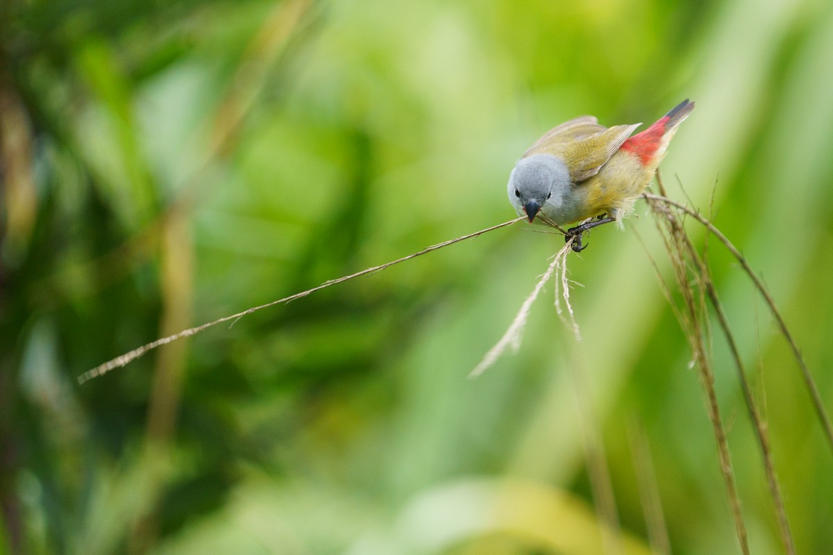 Yellow-bellied Waxbill - ML616269475