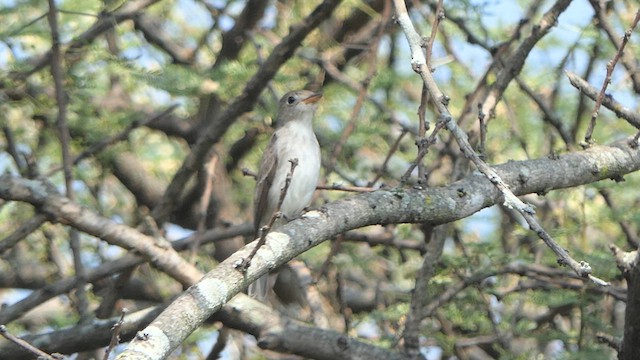 Asian Brown Flycatcher - ML616269483