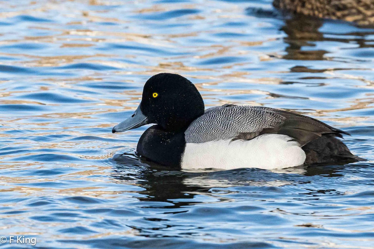 Greater Scaup - ML616269552