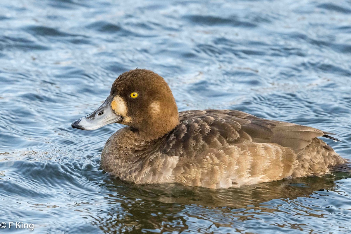 Greater Scaup - ML616269553