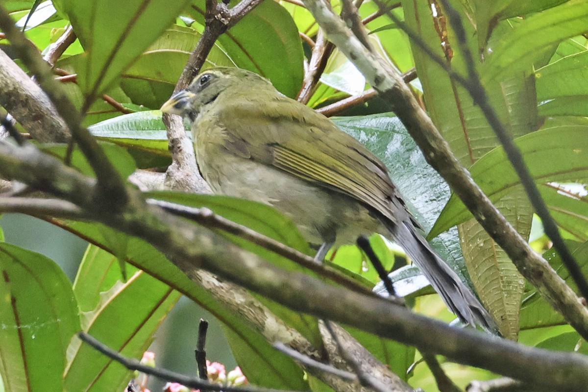 Lesser Antillean Saltator - ML616269563