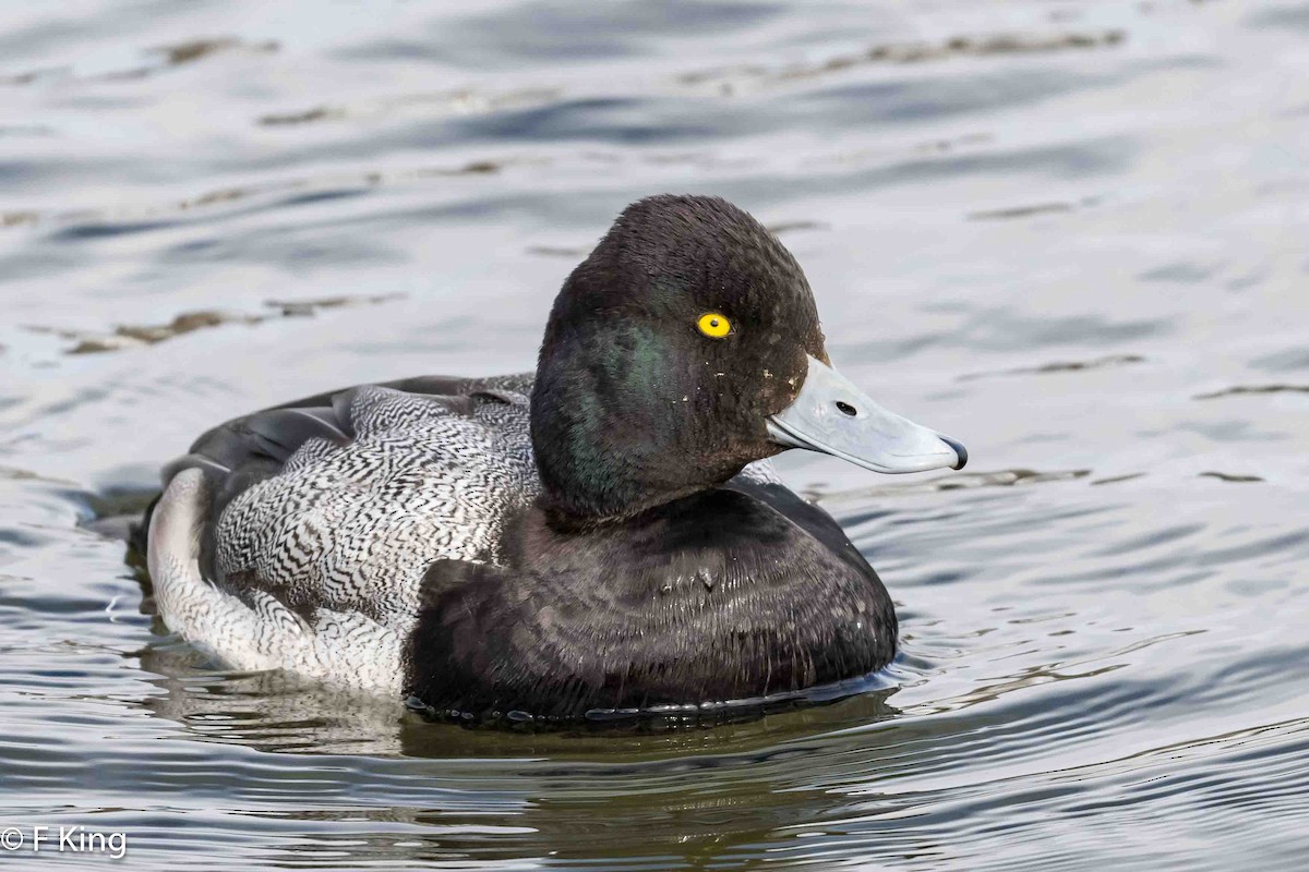 Lesser Scaup - ML616269566