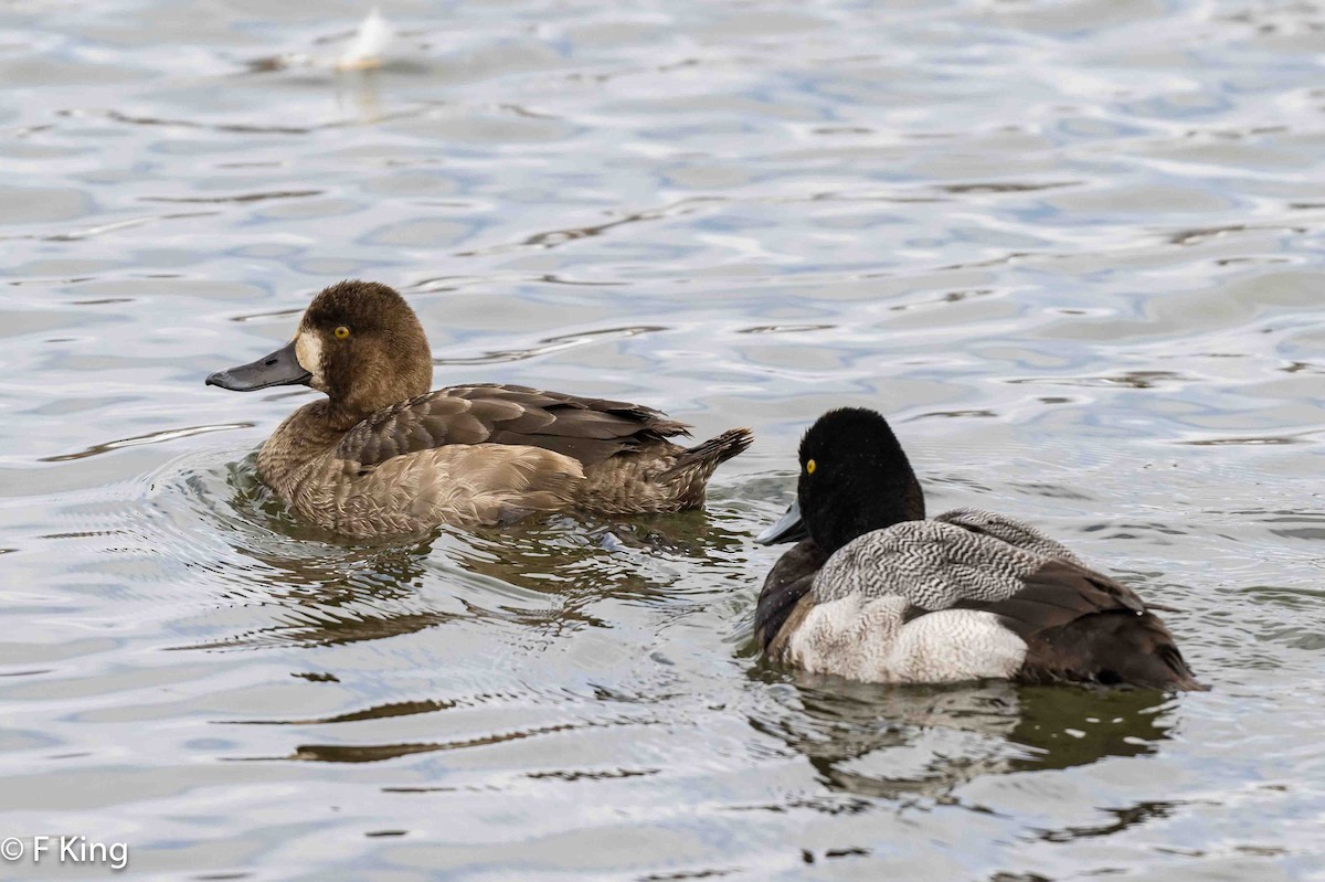 Lesser Scaup - ML616269567