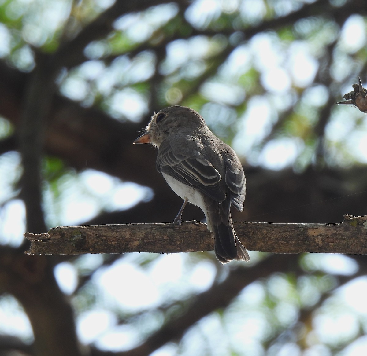 Asian Brown Flycatcher - Sahana M