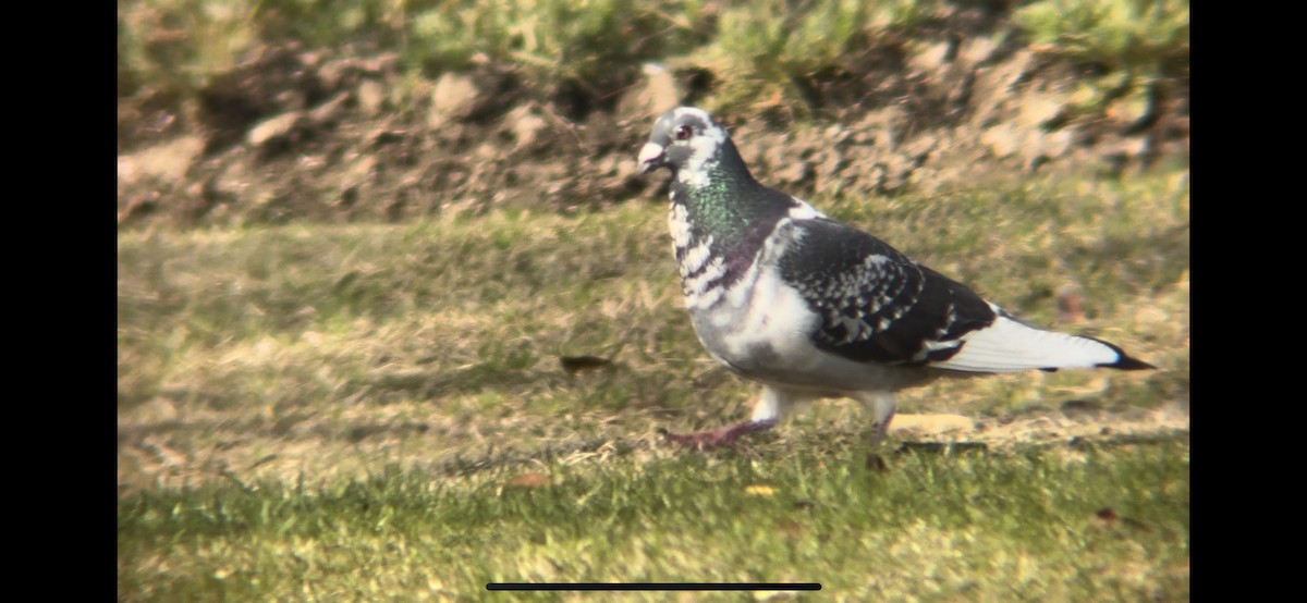 Сизый голубь (Одомашненного типа) - ML616269772