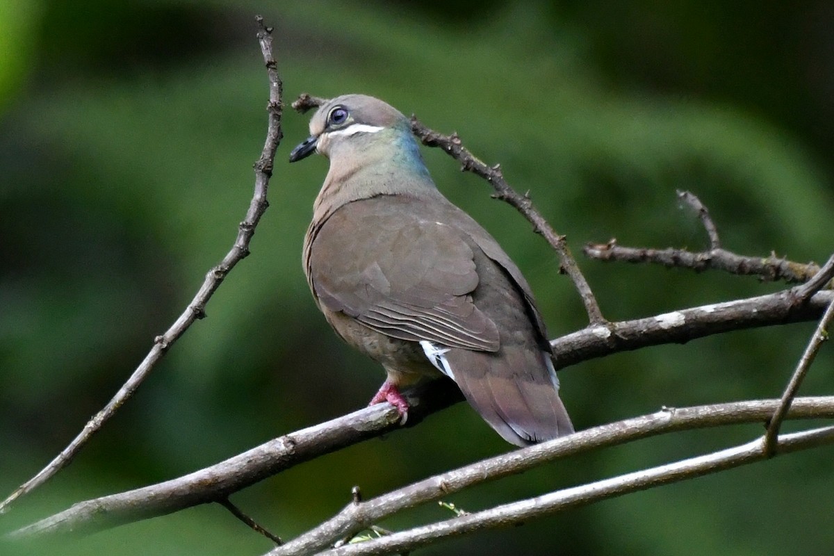 White-eared Brown-Dove (Short-billed) - ML616269814