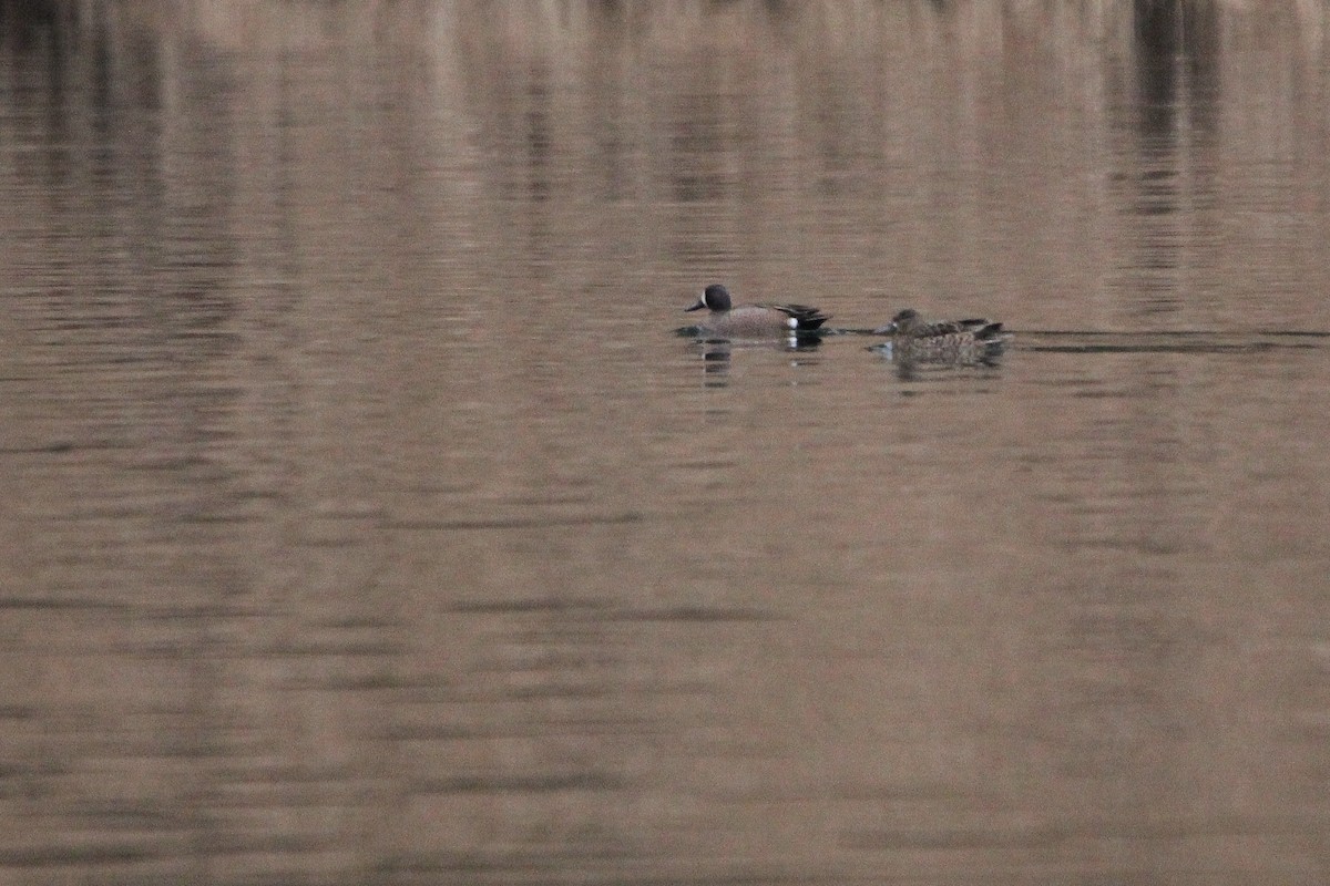 Blue-winged Teal - ML616269848