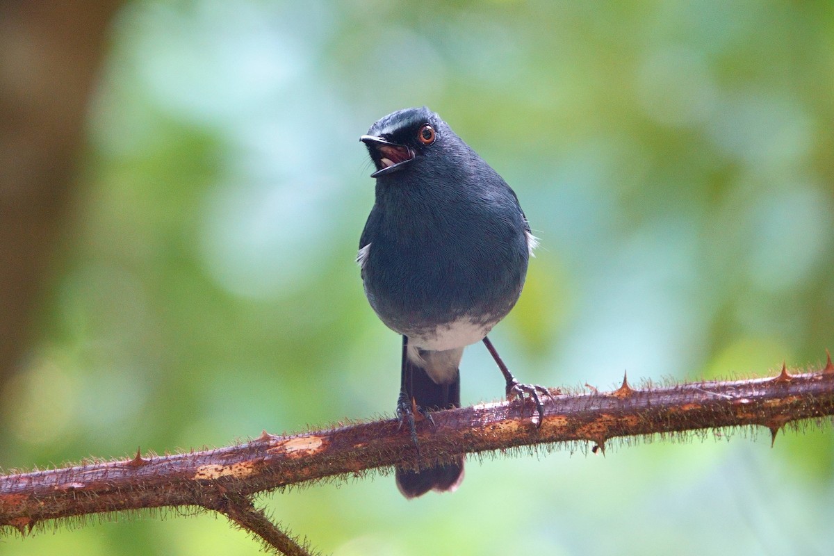 White-bellied Sholakili - ML616269908