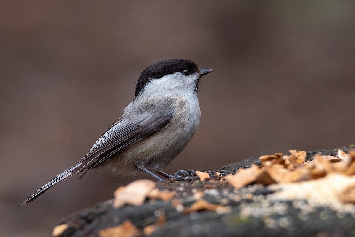 Willow Tit - ML616269934