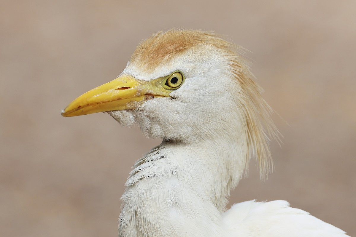 Египетская цапля (ibis) - ML616269968
