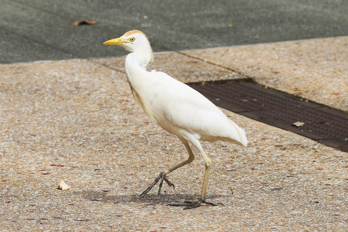 Western Cattle Egret - Steven Whitebread