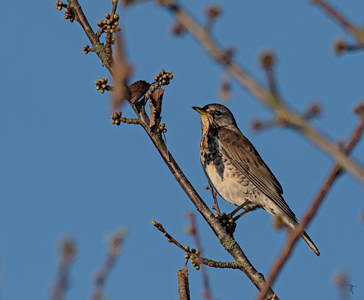 Fieldfare - ML616269979