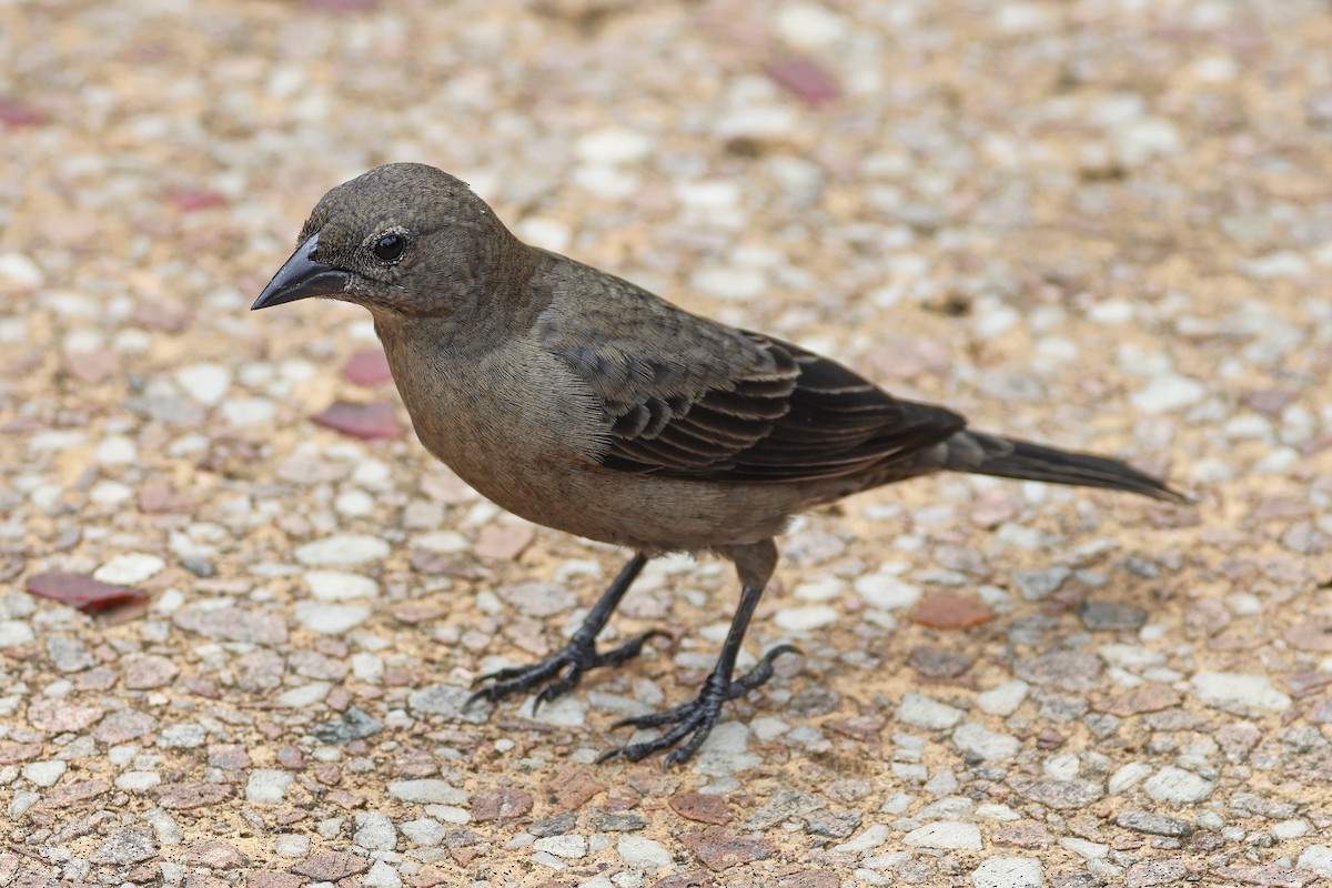 Shiny Cowbird - ML616270011