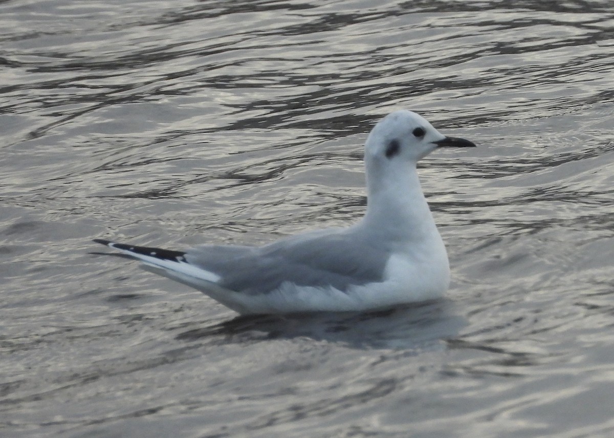 Bonaparte's Gull - ML616270074