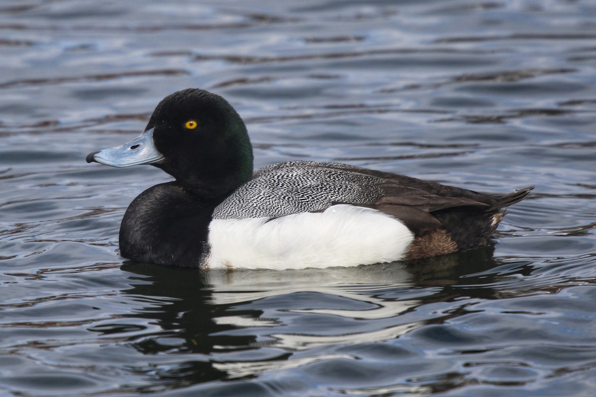 Greater Scaup - ML616270157