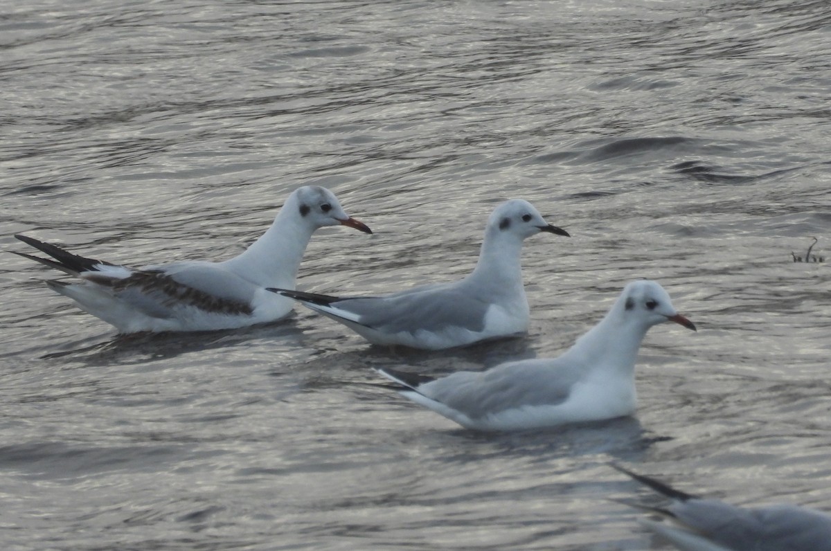 Bonaparte's Gull - ML616270159