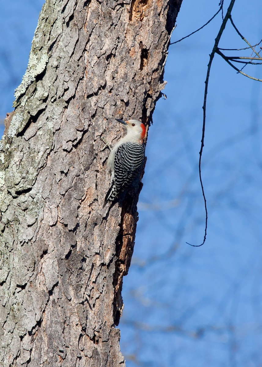 Red-bellied Woodpecker - ML616270225