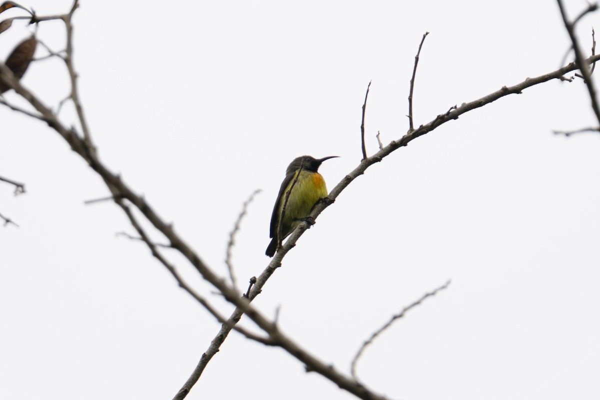 Apricot-breasted Sunbird - ML616270228