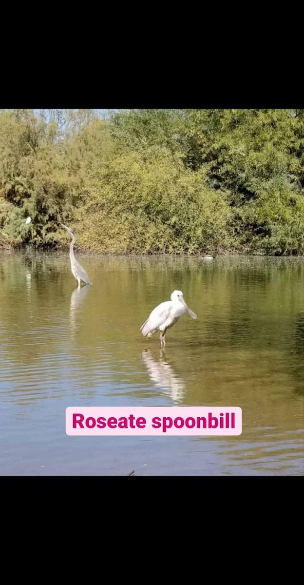 Roseate Spoonbill - ML616270236