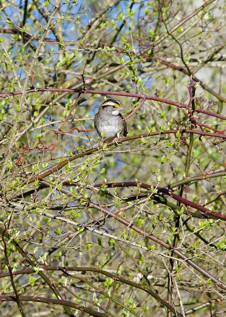 White-throated Sparrow - ML616270240