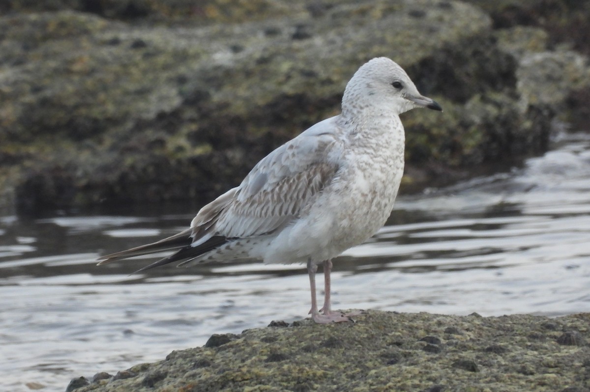 Gaviota Cana - ML616270245