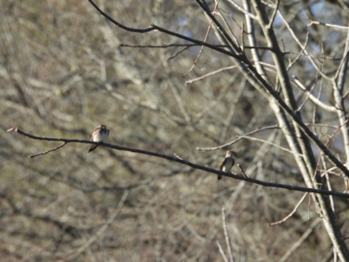 Northern Rough-winged Swallow - ML616270251