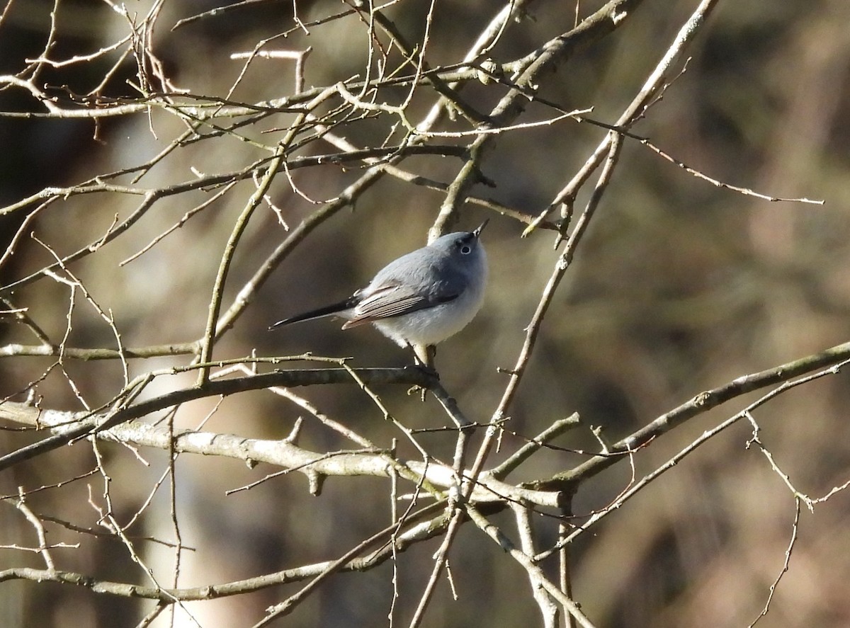 Blue-gray Gnatcatcher - ML616270260