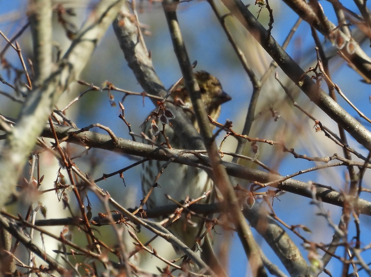 Purple Finch - ML616270261