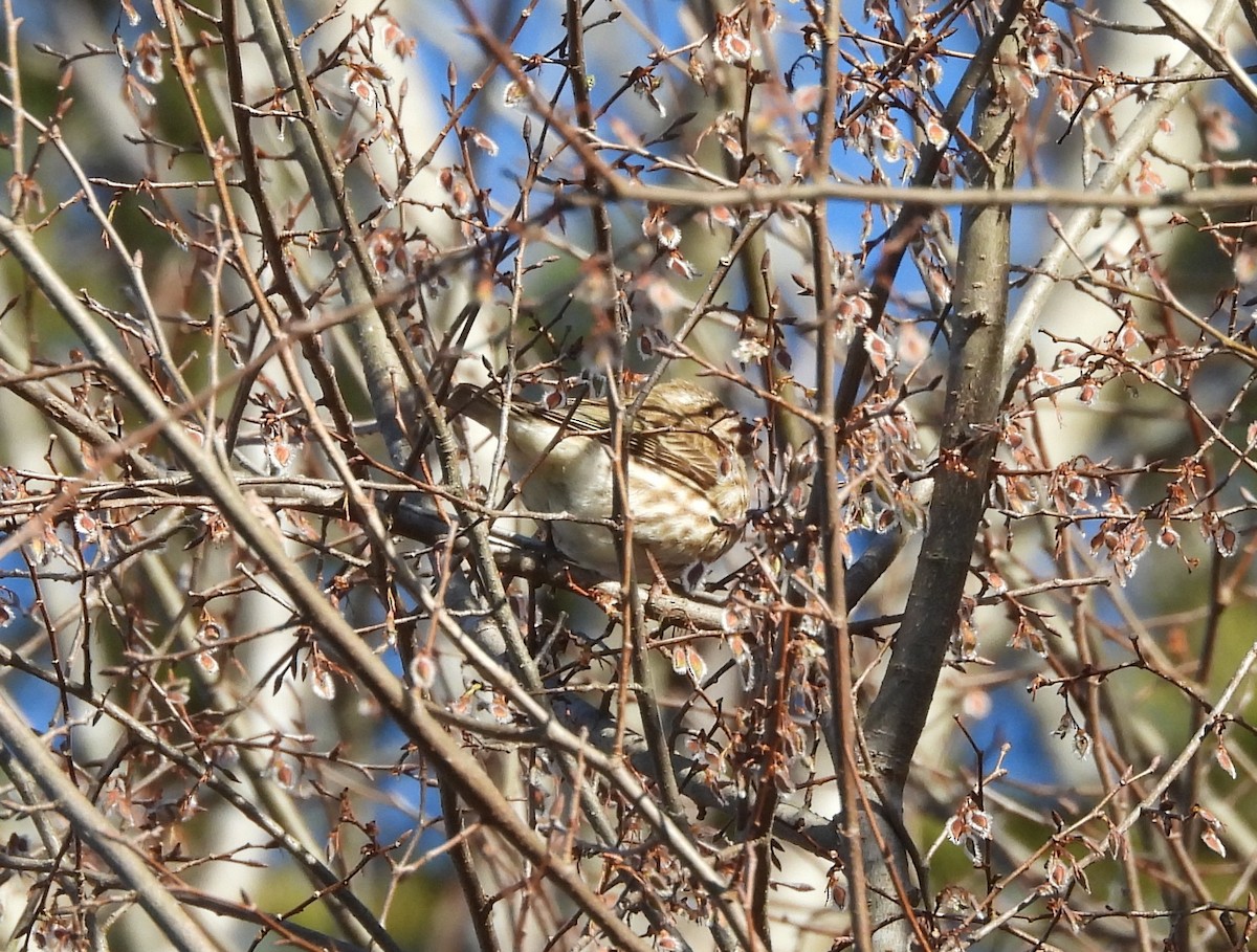 Purple Finch - ML616270262