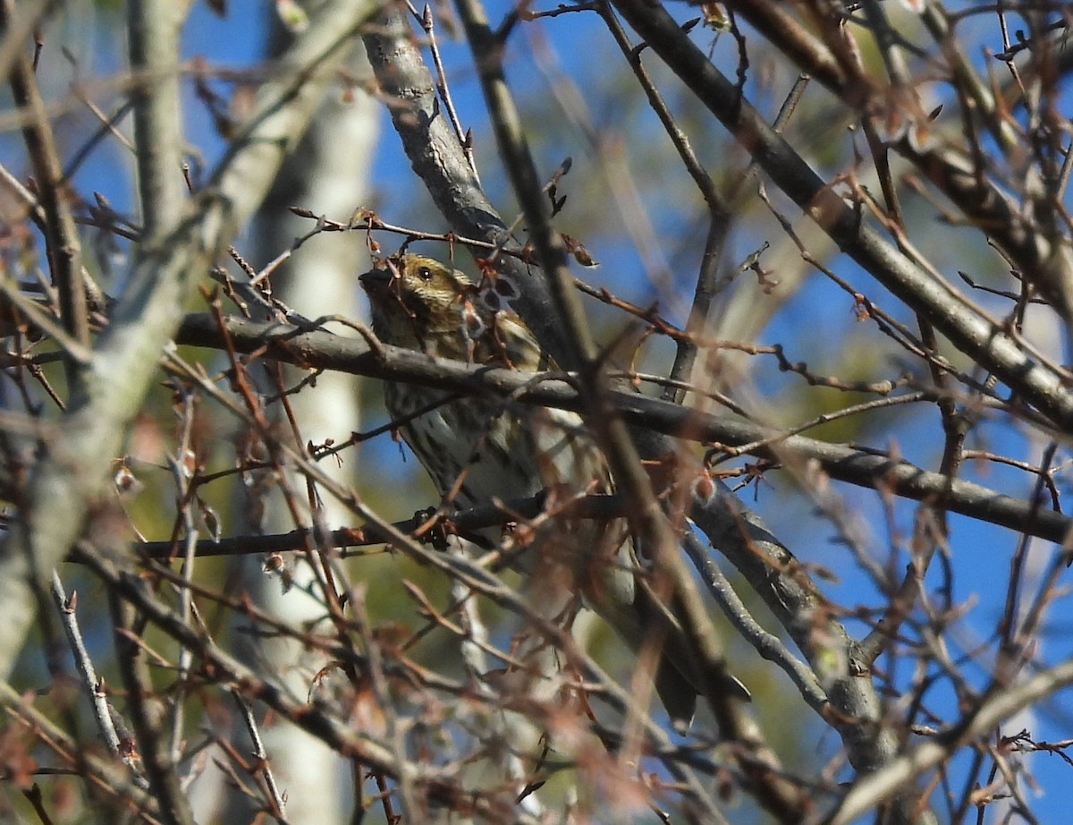 Purple Finch - ML616270263