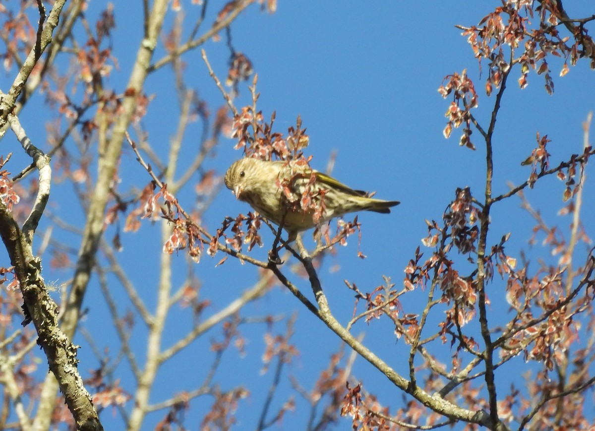 Pine Siskin - ML616270264