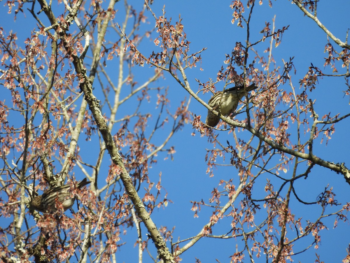 Pine Siskin - ML616270265