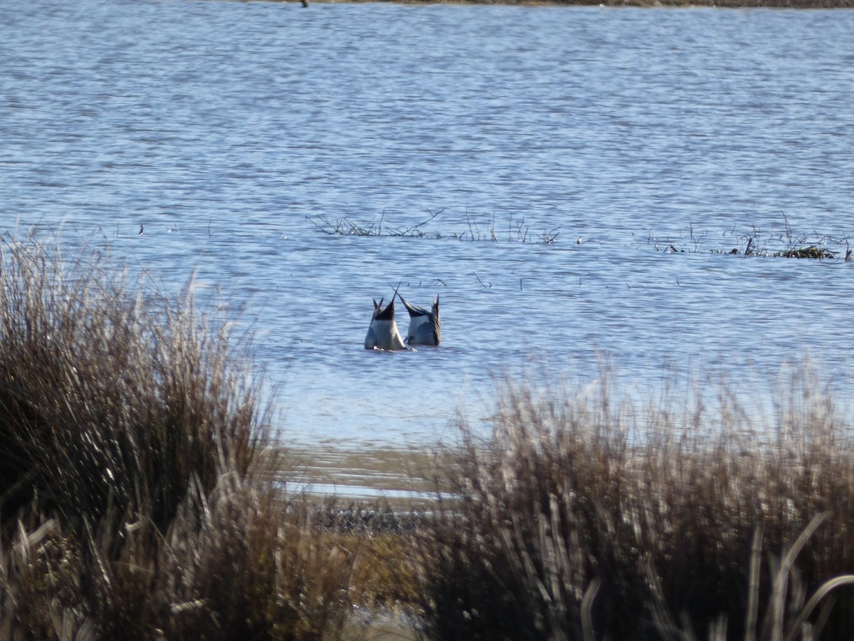 Northern Pintail - ML616270300