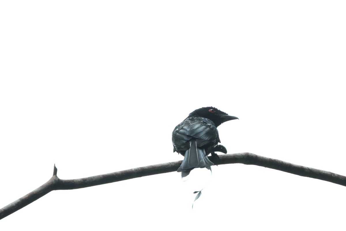 Greater Racket-tailed Drongo - ML616270301